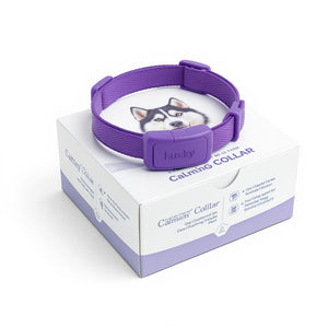 Flea & Tick Collar Purple For Dog, For Lover Dog
